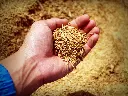 rice-1549130.webp